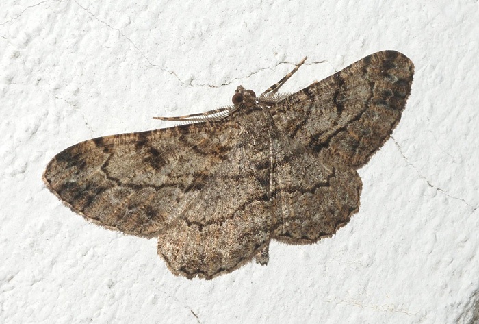 Geometridae da confermare